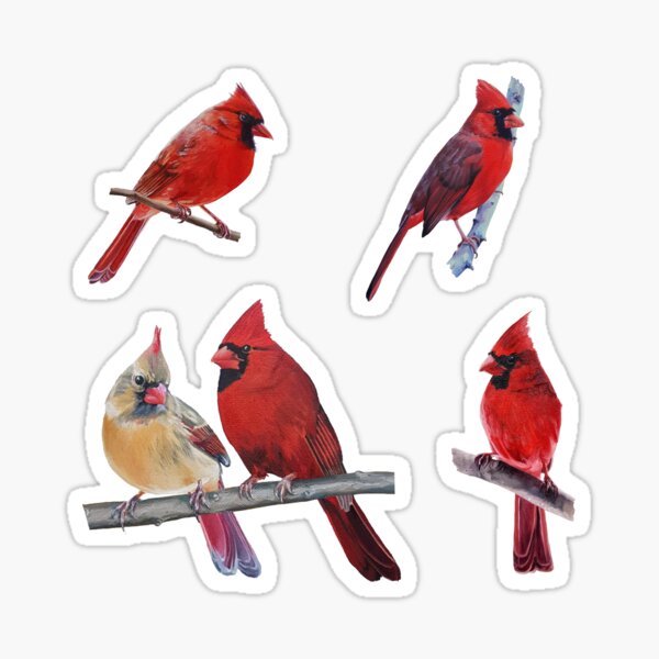Item preview, Northern Cardinals collection  designed and sold by Emily Bickell.