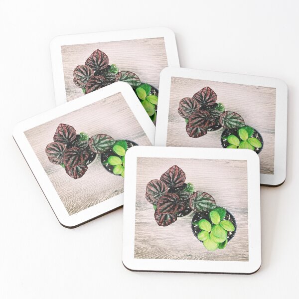 Item preview, Baby Peperomias designed and sold by grdnstplantmom.