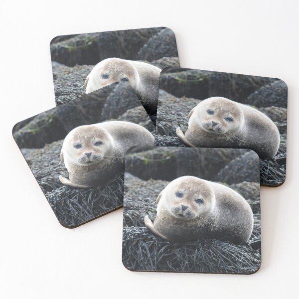 Item preview, Baby Seal Dunvegan Isla de Skye Escocia designed and sold by Stephen Hollas.