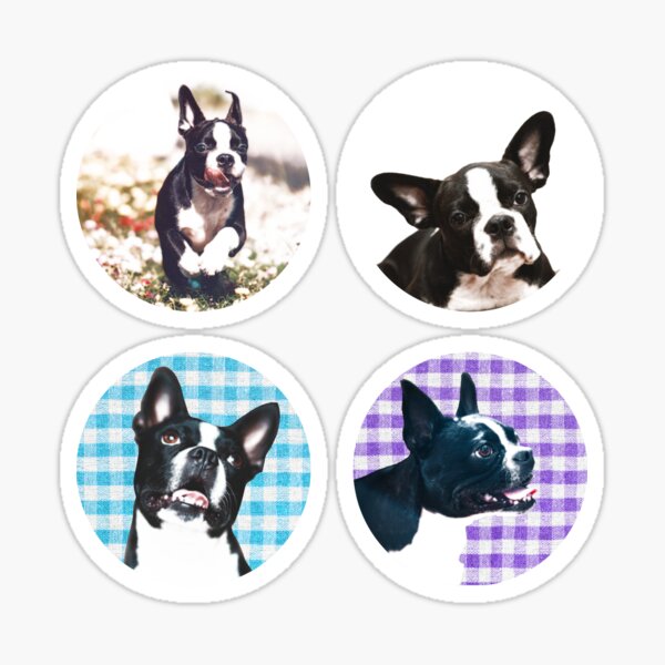 Item preview, Boston Terrier Set designed and sold by gabbledesign.