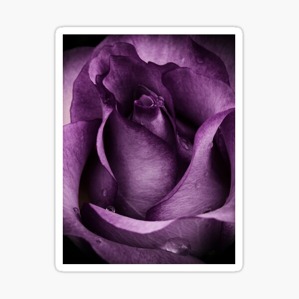 Purple Rose Sticker