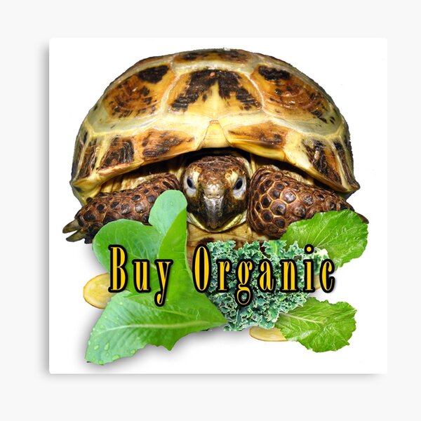 Tortoise - Buy Organic Canvas Print