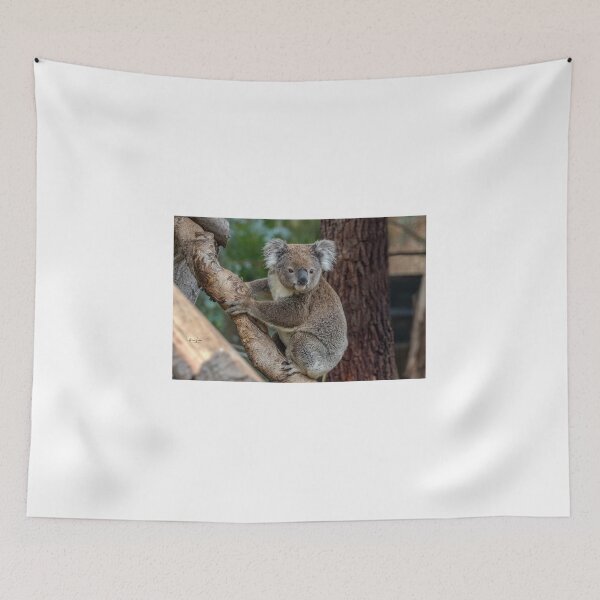 Item preview, Koala watching  designed and sold by Luke Foster.