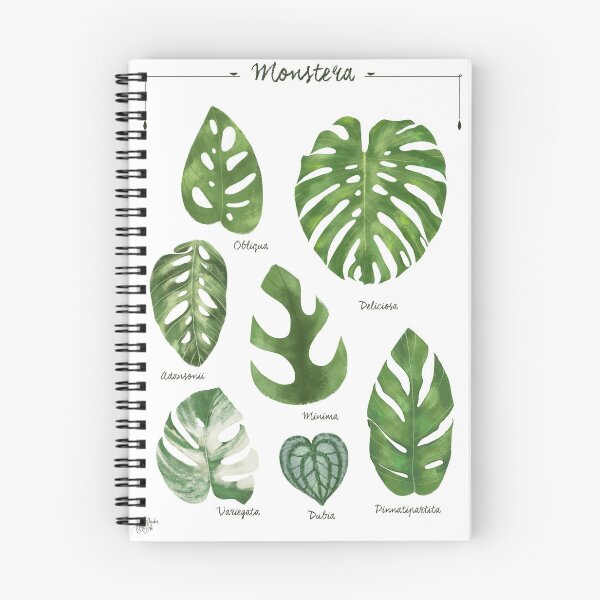 Item preview, Monstera varieties illustration foliage leaf species designed and sold by Onyria Art.