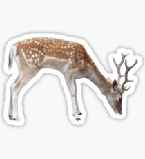 Grazing deer Sticker