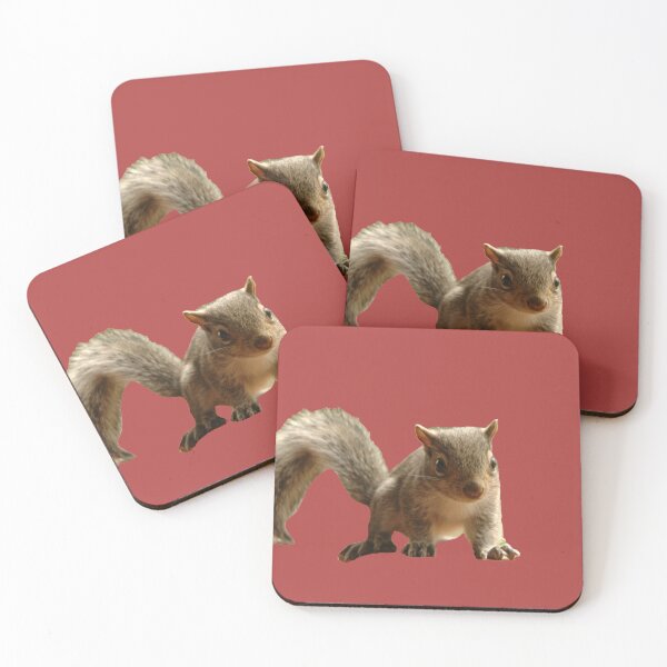 Grey Squirrel Set of 4 Coasters