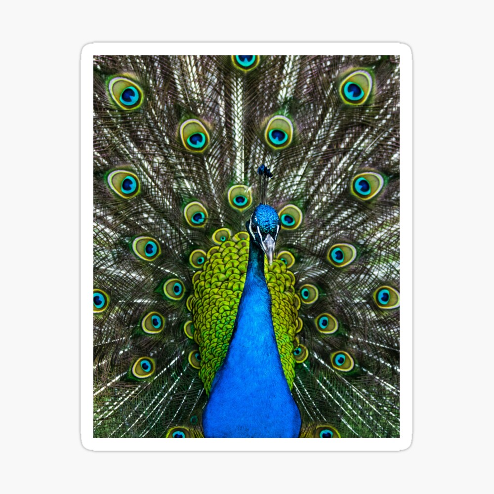 Colorful Peacock feathers abstract bird wings eyes vibrant peacock painting  blue green luxurious high class lady vibrant  Kids T-Shirt for Sale by  weird83