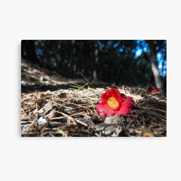 Item preview, A Camellia Flower in Odongdo Island designed and sold by aaronchoi.