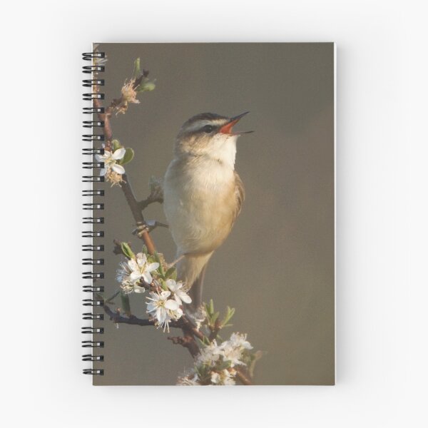 Item preview, Sedge Warbler designed and sold by Neil Bygrave (NATURELENS).