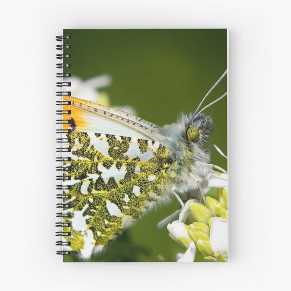 Item preview, Male Orange-tip Butterfly designed and sold by Neil Bygrave (NATURELENS).
