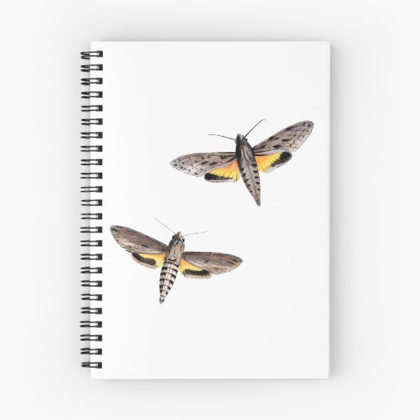 Item preview, Moth Illustration Hand Drawn Vintage designed and sold by VintageBotany.