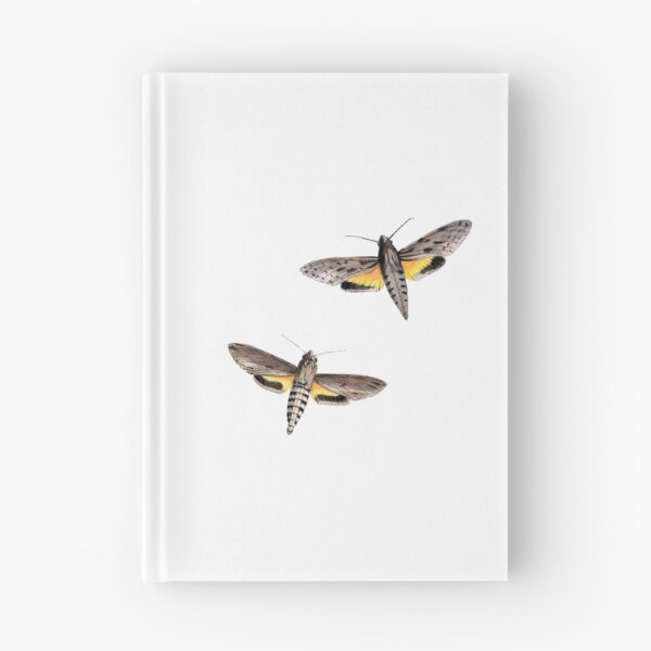 Item preview, Moth Illustration Hand Drawn Vintage designed and sold by VintageBotany.