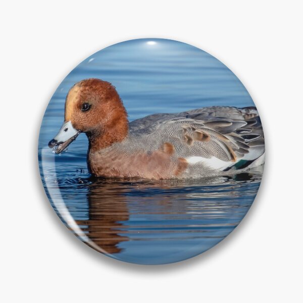 Item preview, Widgeon duck in the UK designed and sold by Itsgrimupnorth.