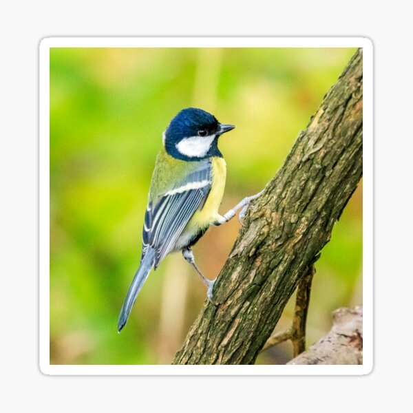 4x Round Stickers 10 cm - Great Tit Small Bird #45208