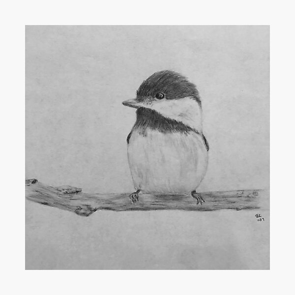 Little Birdie Photographic Print