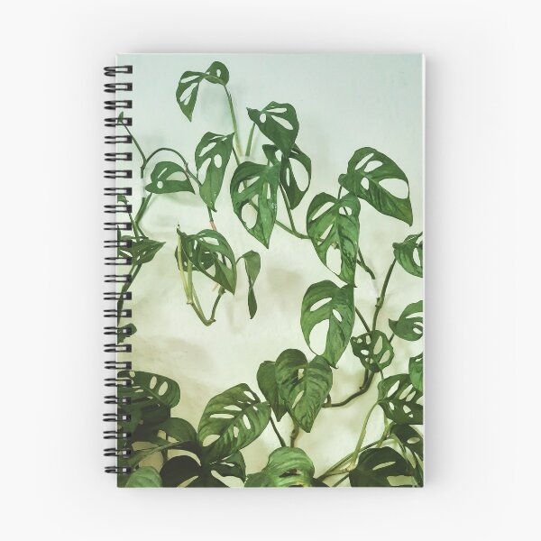 Item preview, Monstera Adansonii designed and sold by ingreendesign.