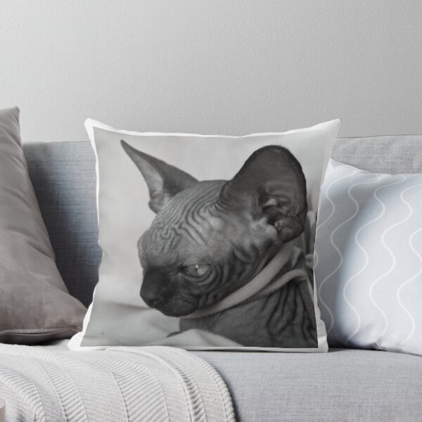 Item preview, Baby black sphynx cat  designed and sold by royalsphynxcat.