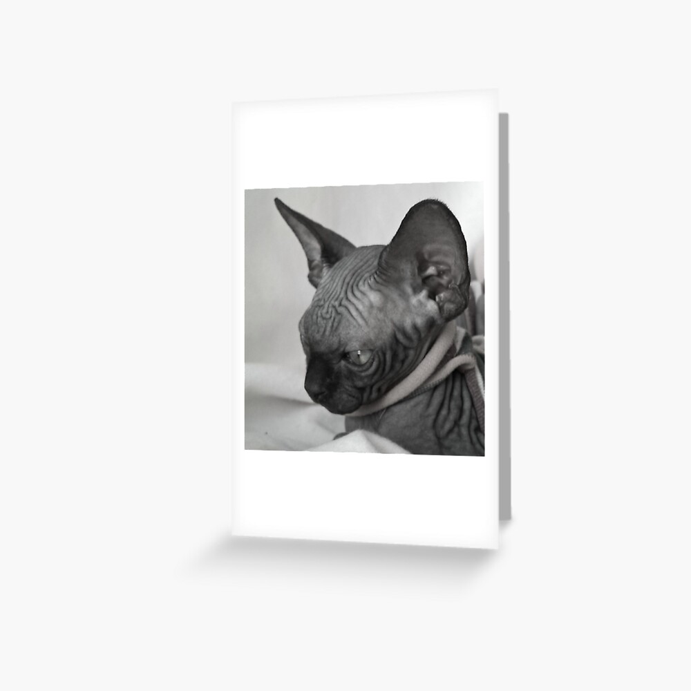 Impression Artistique Bebe Sphynx Noir Chat Par Royalsphynxcat Redbubble