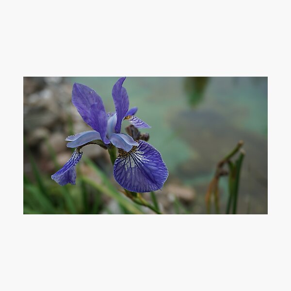 Lámina fotográfica «Hermosa planta de iris azul de cerca con estanque en el  fondo» de asnia | Redbubble