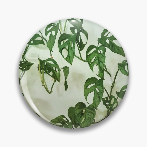 Item preview, Monstera Adansonii designed and sold by ingreendesign.