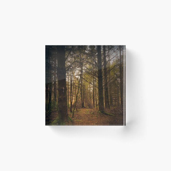 Item preview, Wild camping, woodland shelter, forest photography, enchanted forest, tree scene, English  trees designed and sold by literarylyme.