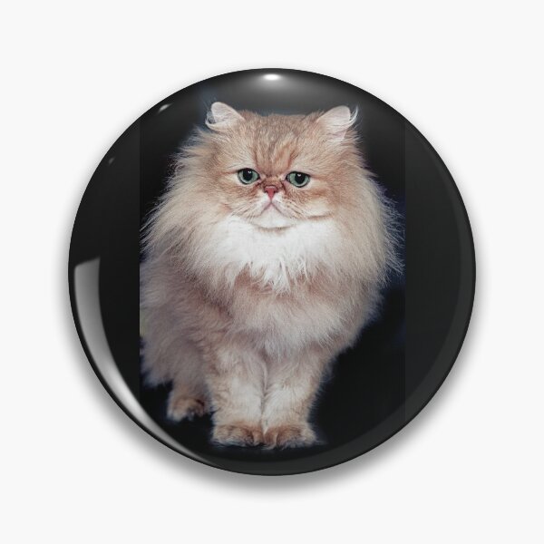 Item preview, r2744/ 5 " avec le Studio Portable Okaio et 3 (bal) flahs Okaio  - Les Chats du temps de l'Argentique - Cats from the time of the film "  (h) Olavia-Olao Okaio Créations designed and sold by o.okaïo.