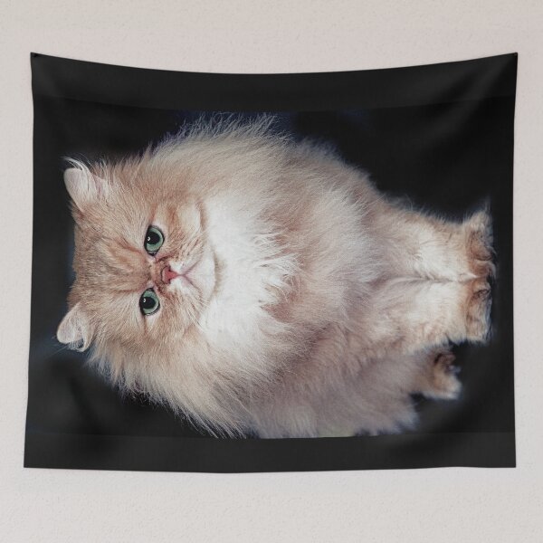 Item preview, r2744/ 5 " avec le Studio Portable Okaio et 3 (bal) flahs Okaio  - Les Chats du temps de l'Argentique - Cats from the time of the film "  (h) Olavia-Olao Okaio Créations designed and sold by o.okaïo.