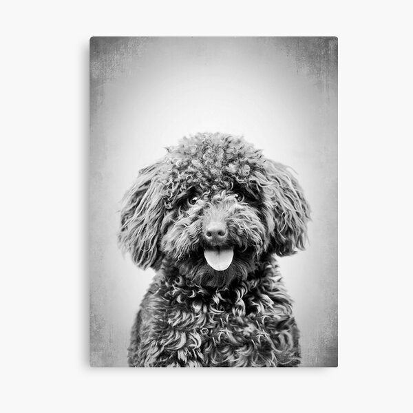Item preview, Toy Poodle dog - BW Vintage - D88 designed and sold by DecoVintage.