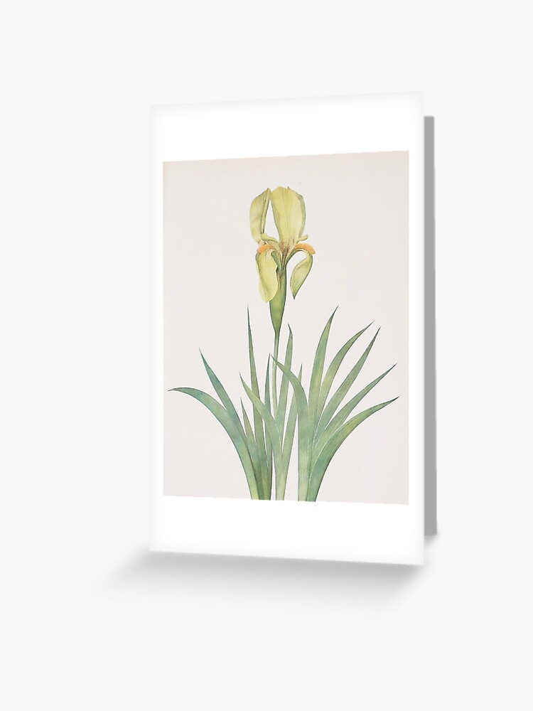 Tarjetas de felicitación «Dibujo de acuarela de flor de iris» de maxa0109 | Redbubble Tarjetas de felicitación «Dibujo de acuarela de flor de iris» de maxa0109 | Redbubble