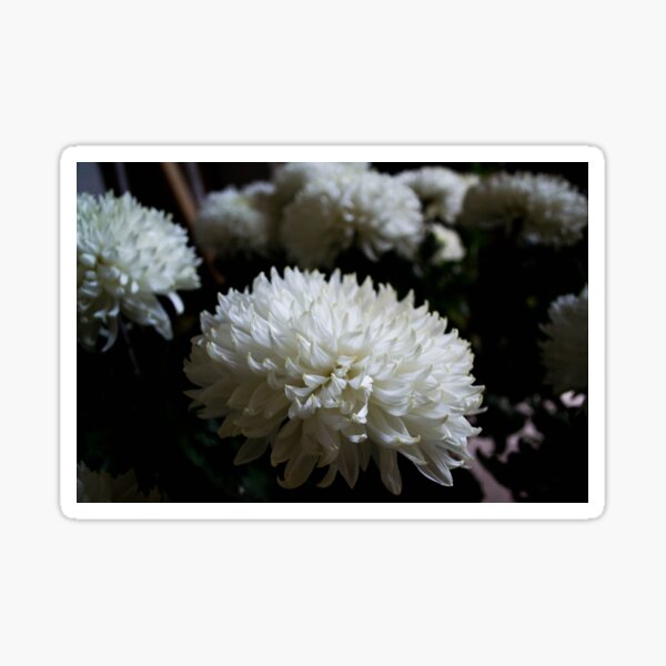 Item preview, White Snowballs designed and sold by RavenneArt.