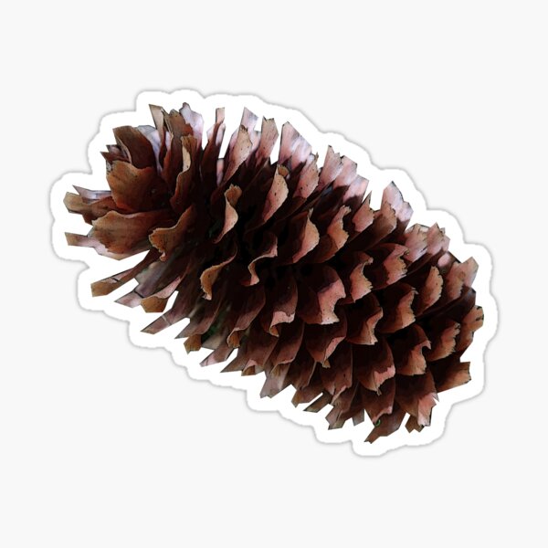 Natural pattern of pine cones and evergreen branches in green and