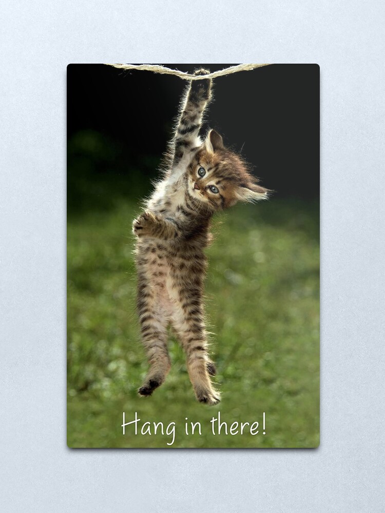 Hang In There Cat Poster Dfv - lvandcola