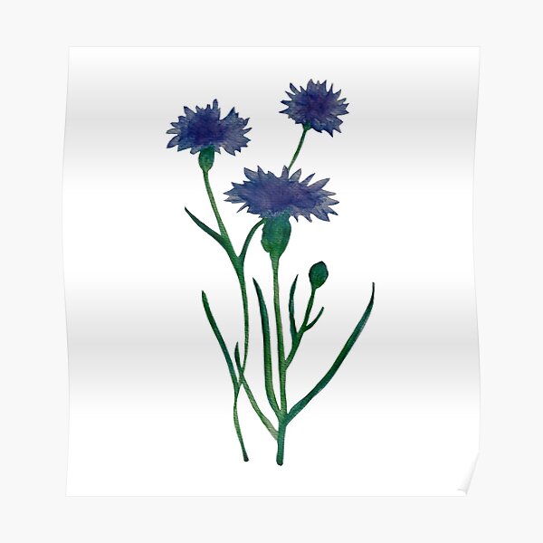Watercolor cornflower pattern design Poster