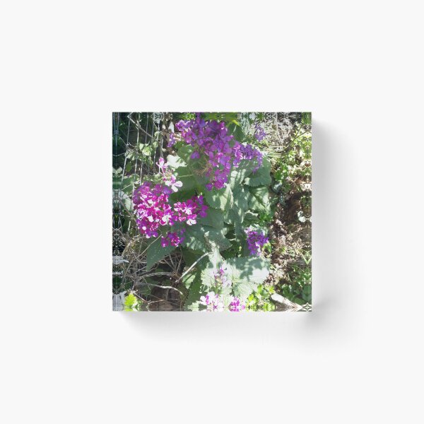 Item preview, Flower on wire fence. Flowers in the garden, spring, April, designed and sold by UnsereWelt.