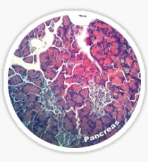 Pancreas Sticker
