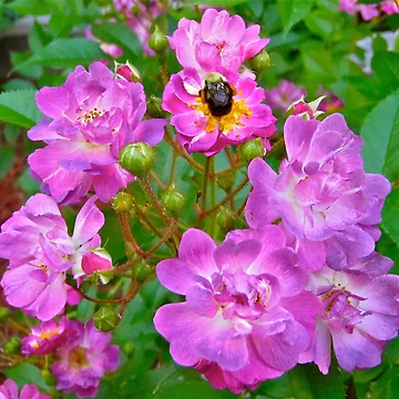 Artwork thumbnail, Pink Roses by Shulie1