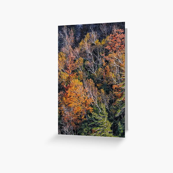 Thatcher Park Late Fall Greeting Card