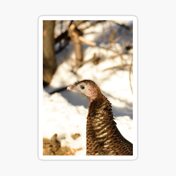 Item preview, Wild turkey designed and sold by photobypj.