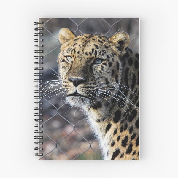 Item preview, Amur Leopard Looking at You designed and sold by KMDavidPhoto.