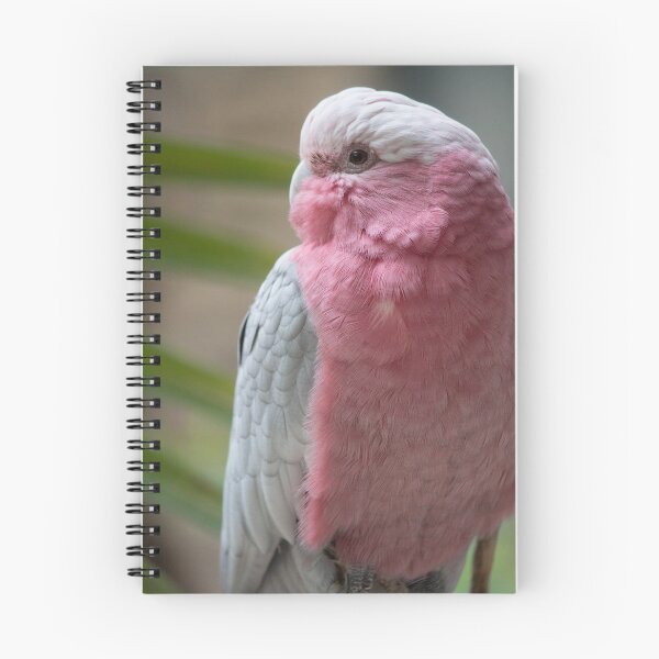 Item preview, Galah designed and sold by Jacquelie.