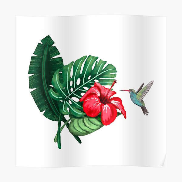 Poster Hibiskus Und Kolibri Redbubble