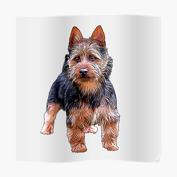 Australian Terrier Poster