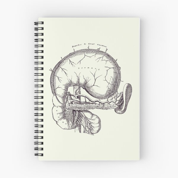 Item preview, Simple Human Stomach Diagram - Vintage Anatomy Poster designed and sold by VAposters.