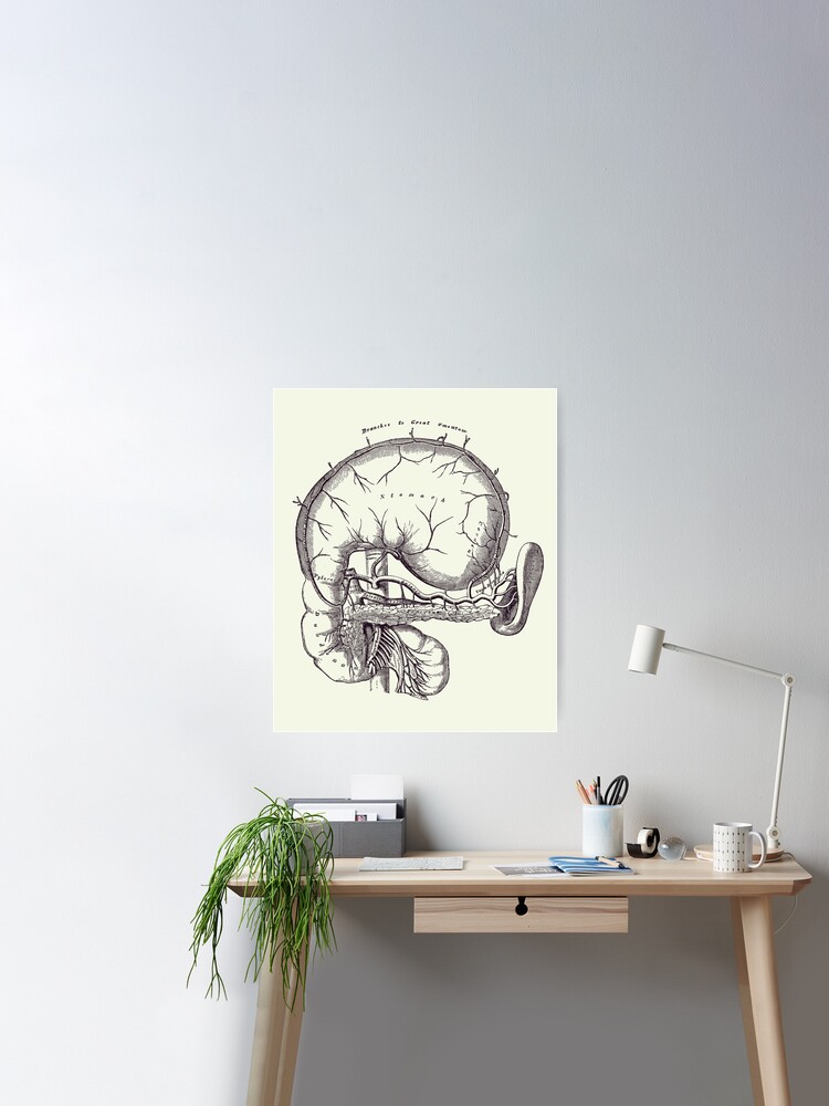 Simple Human Stomach Diagram - Vintage Anatomy Poster Jigsaw Puzzle by  Vintage Anatomy Prints - Pixels Puzzles