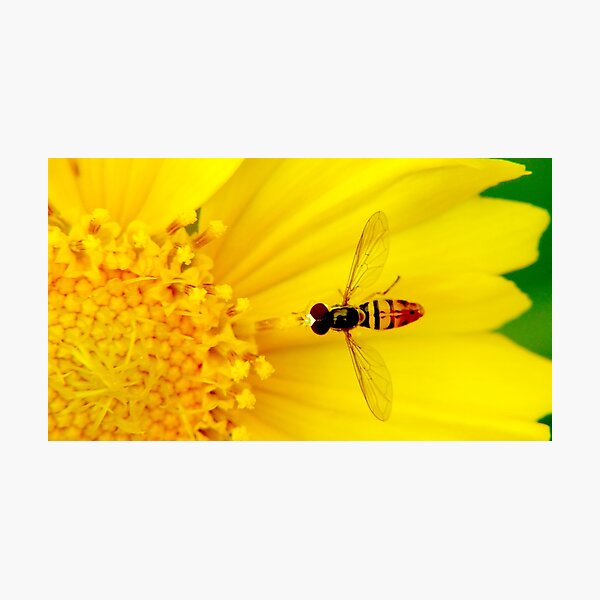 Calligrapher Fly Photographic Print