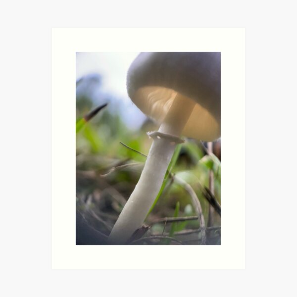 Item preview, Mushroom Print 3 designed and sold by Travis Varnum.