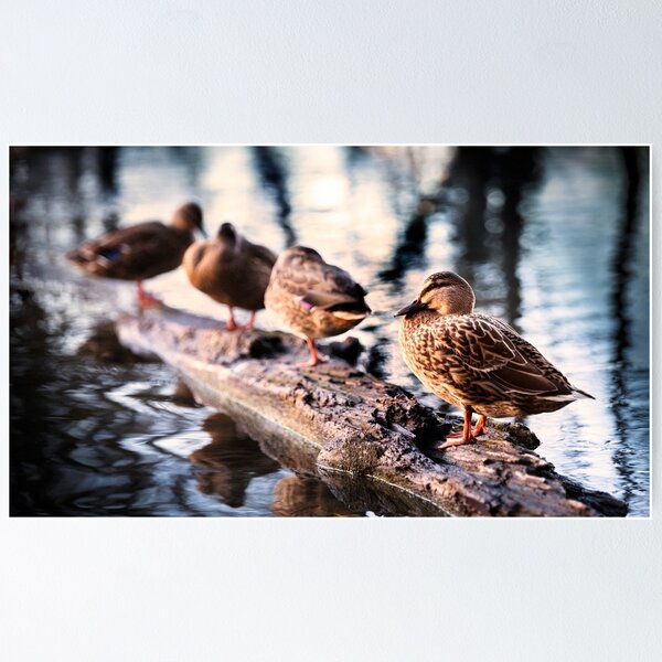 Item preview, Ducks on the Lake designed and sold by Suzannah Maree.