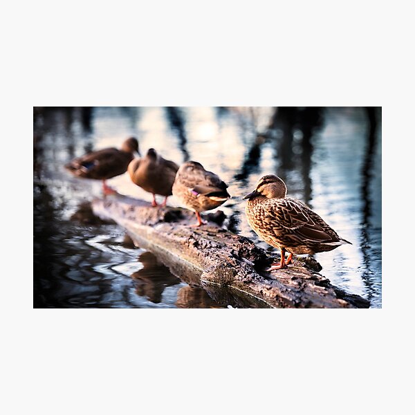 Item preview, Ducks on the Lake designed and sold by Suzannah Maree.