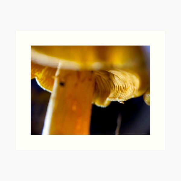 Item preview, Mushroom at Night 2 designed and sold by Travis Varnum.
