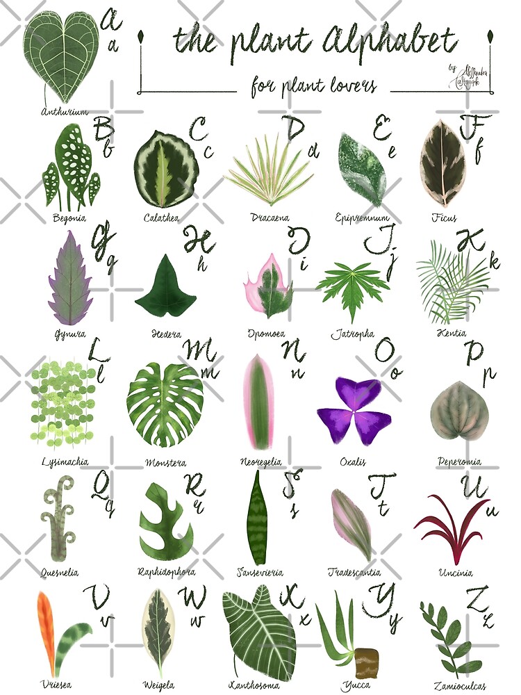 The PLANT ALPHABET indoor house plants illustration | Photographic Print